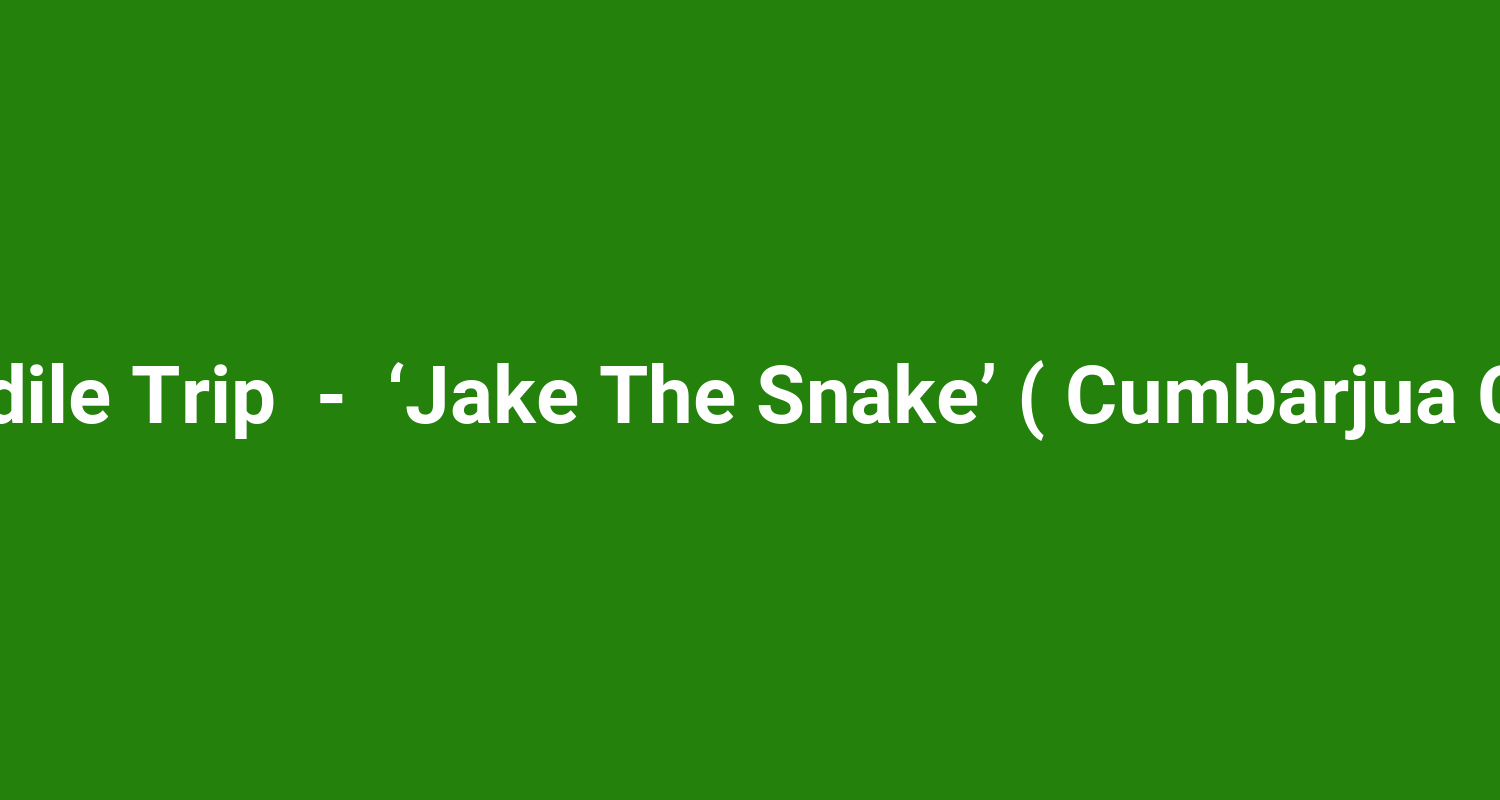 Crocodile Trip  -  ‘Jake The Snake’ ( Cumbarjua Canal )