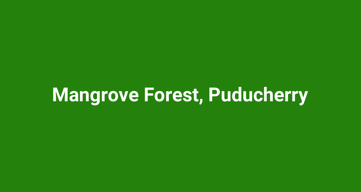 Mangrove Forest, Puducherry