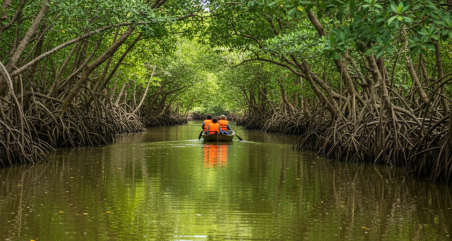 Pichavaram Mangrove Forest